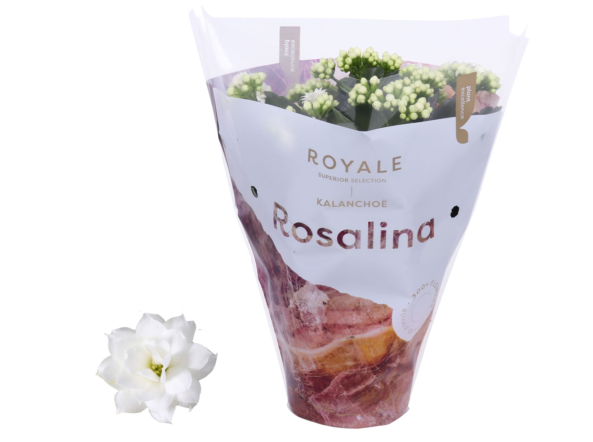 Kalanchoe Double Rosalina Don Dione 12Ø 27cm