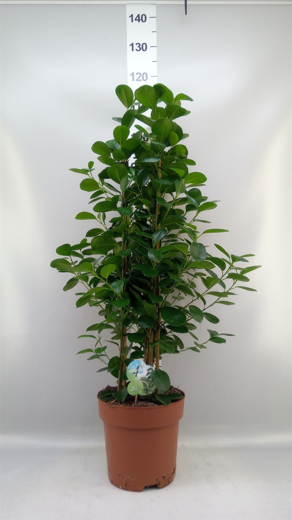 Ficus Microcarpa Moclame 24Ø 90cm