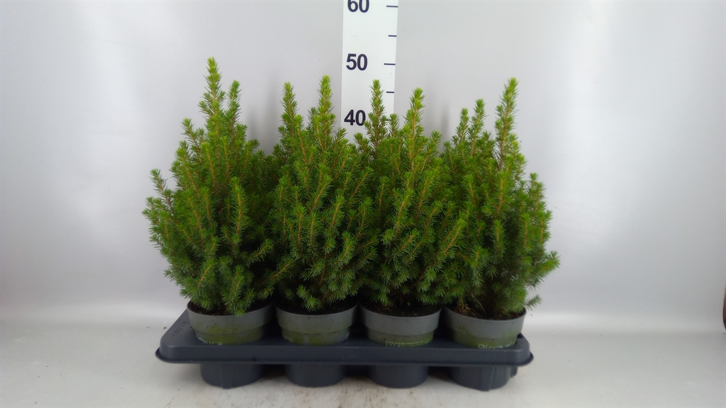 Picea Gl Perfecta 13Ø 43cm