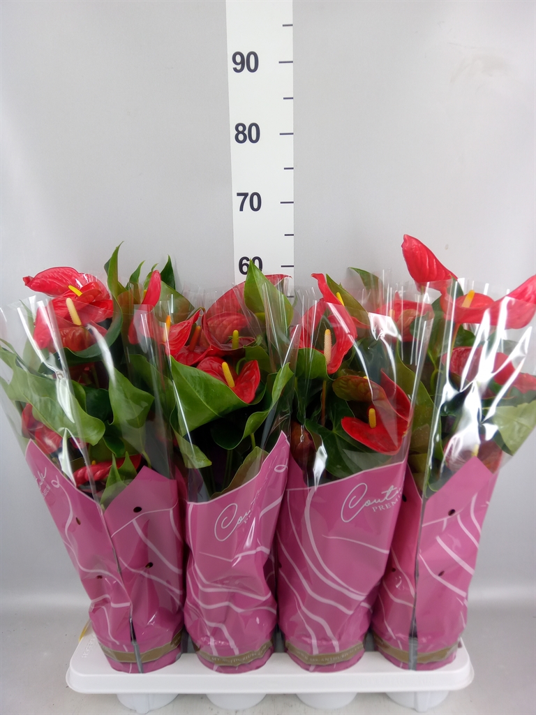 Anthurium Casparo 14Ø 45cm