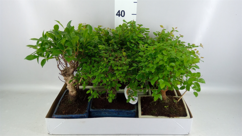 Bonsai Mix 20Ø 30cm