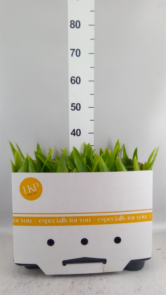 Guzmania Flava 10Ø 30cm