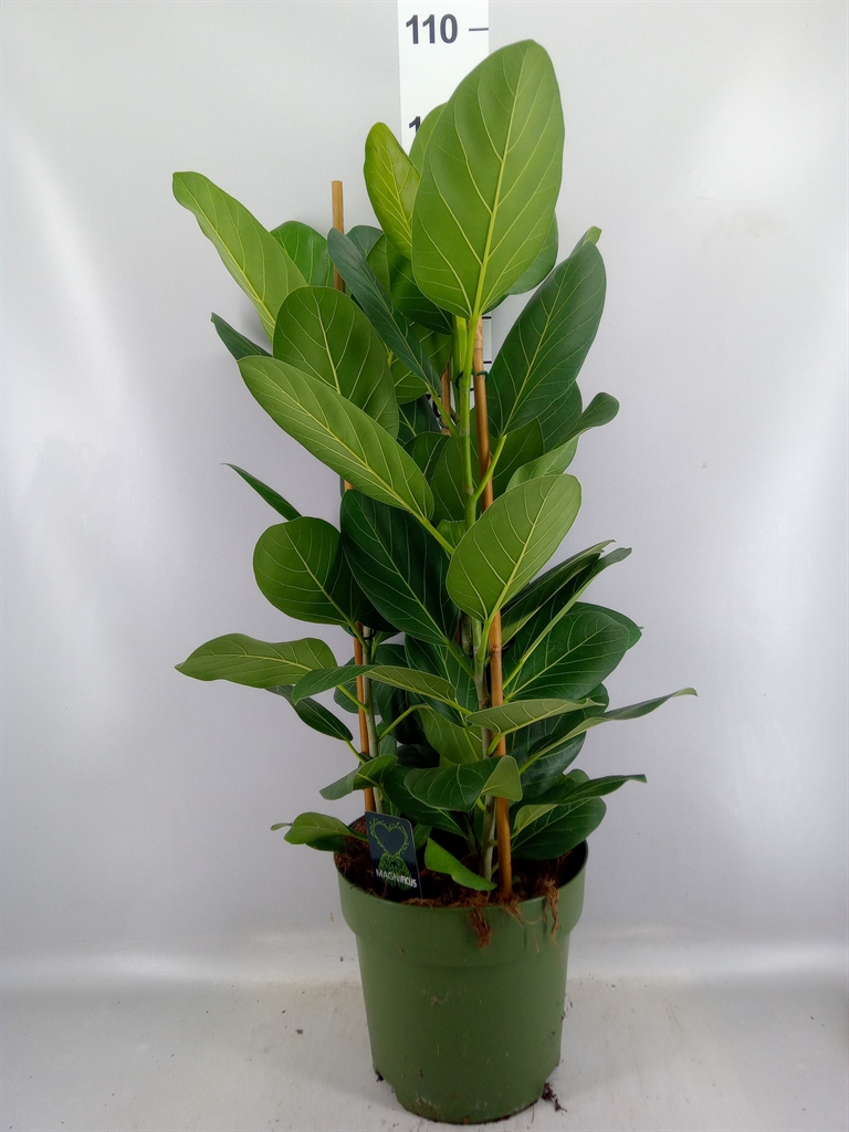 Ficus Benghalensis Audrey 27Ø 100cm