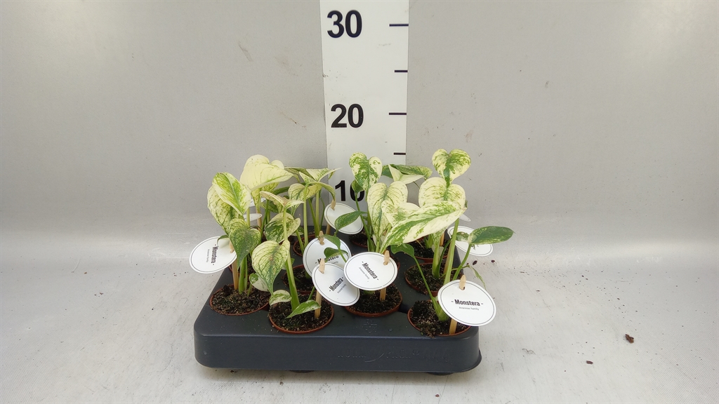 Monstera Ov 6Ø 12cm
