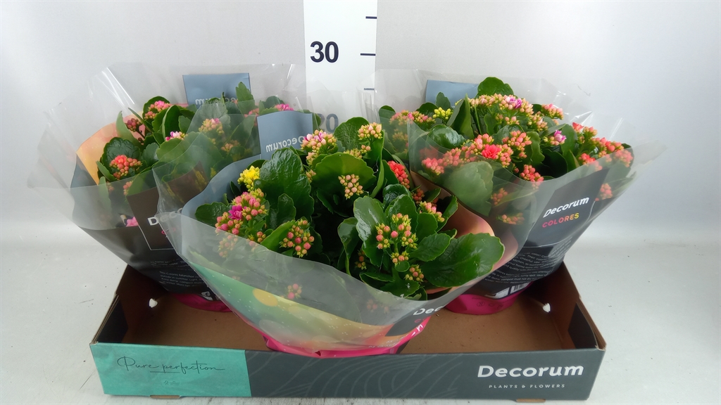 Kalan B Ge Gem I Pot 23Ø 28cm