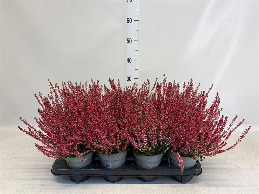 Calluna Vulgaris Beauty Ladies Sissi 13Ø 25cm