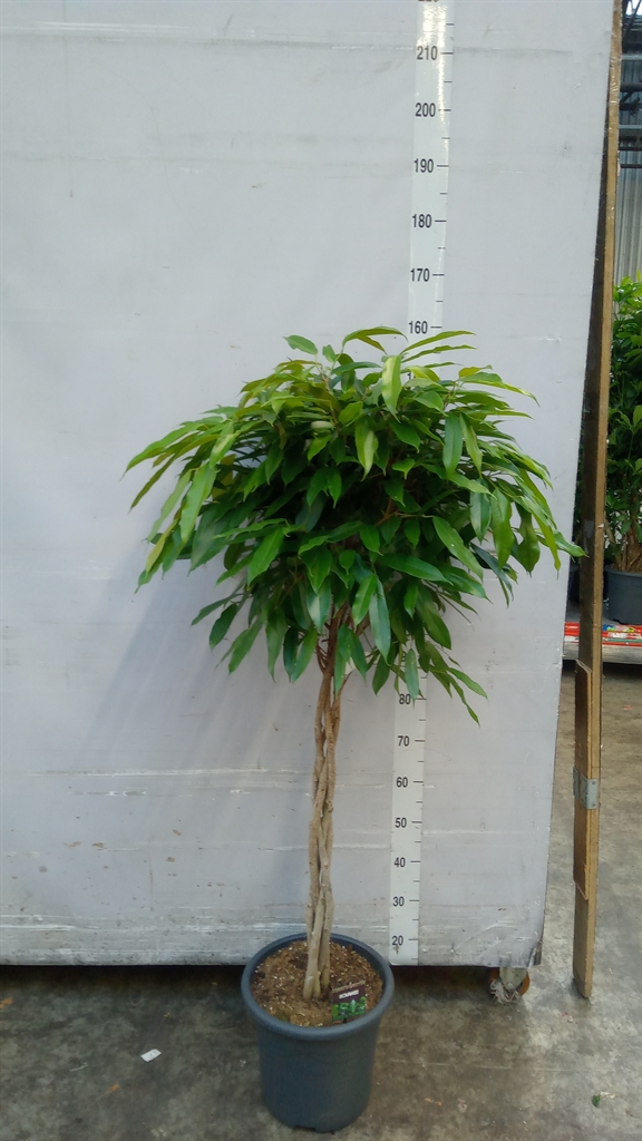 Ficus Amstel King 32Ø 150cm