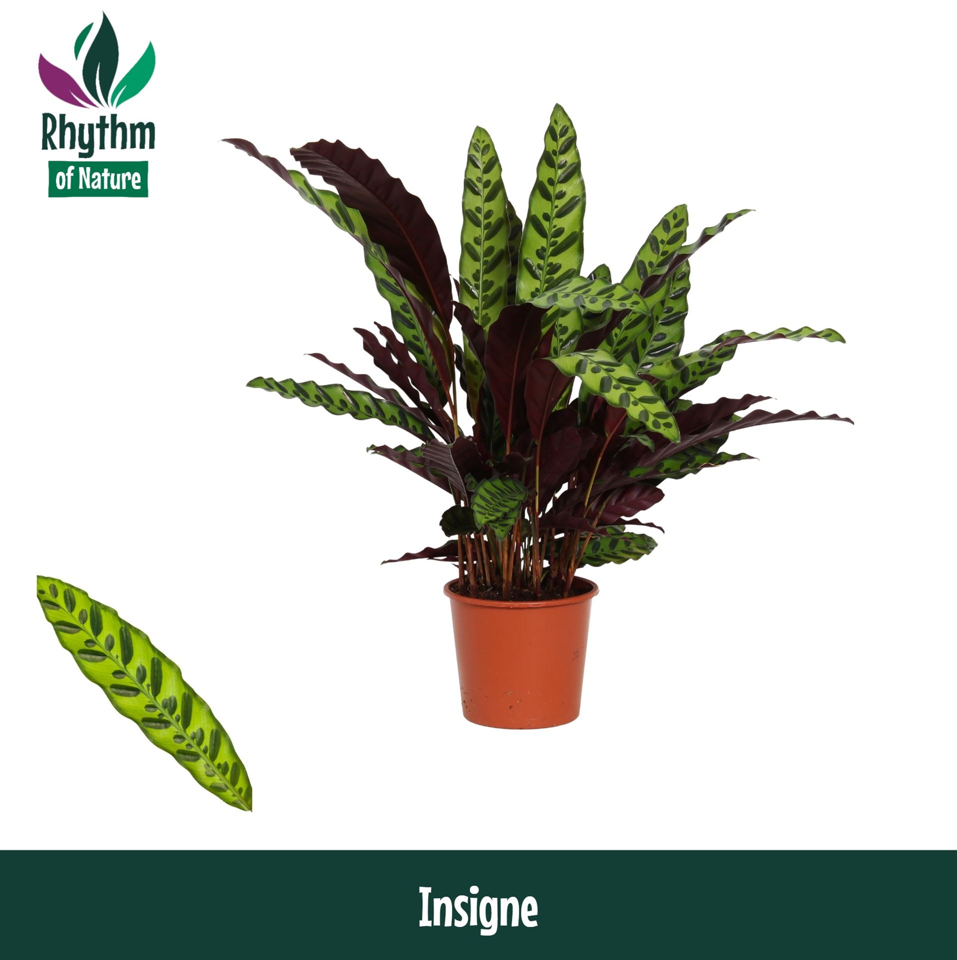 Calathea Lancifolia 17Ø 65cm