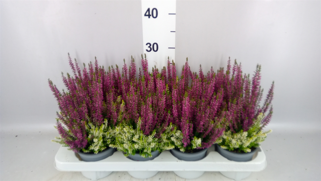 Calluna Beauty Ladies Colour Crown Mix 12Ø 25cm