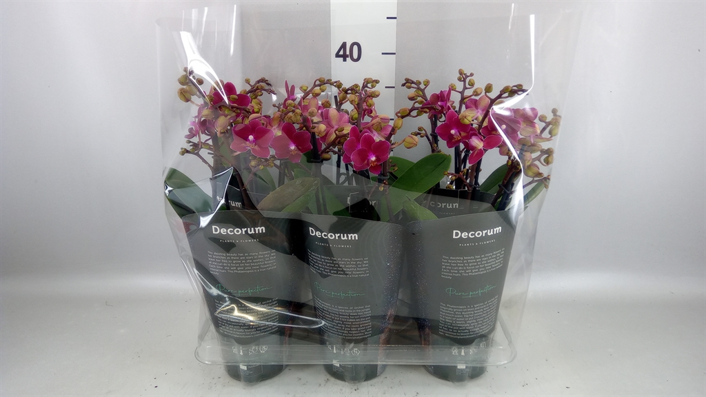 Phalaenopsis Multiflora Chamonix 12Ø 35cm 503st