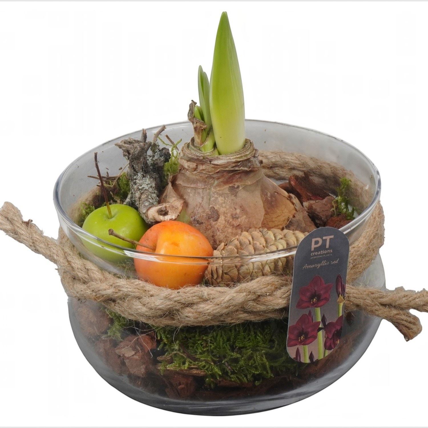 Arr Hippeastrum 15Ø