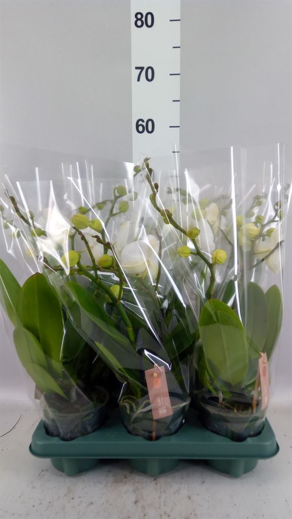 Phalaenopsis Spirit White 12Ø 45cm 2st