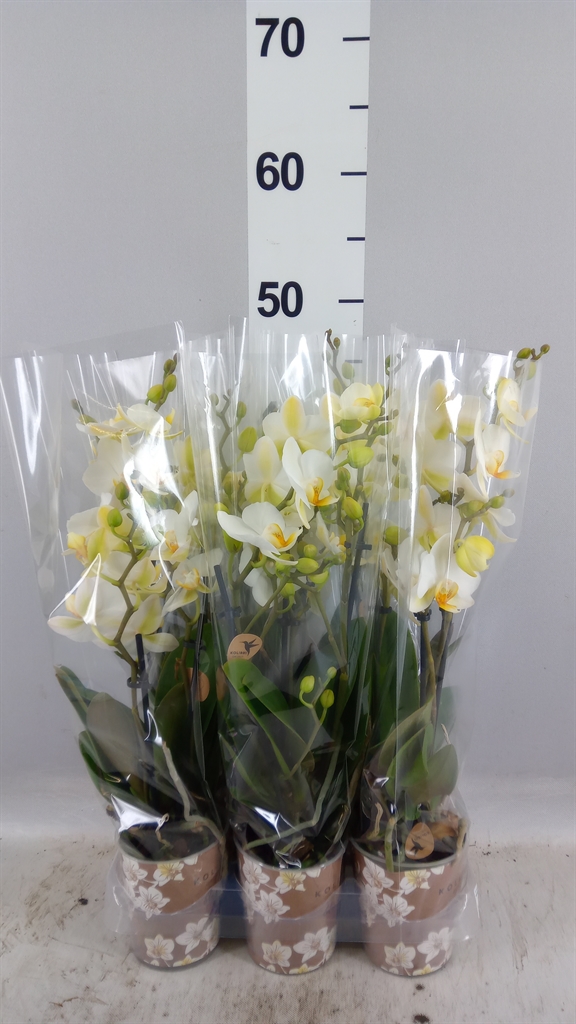 Phalaenopsis Multiflora Lausanne 9Ø 40cm 3st