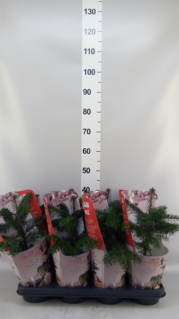 Abies Nordmanniana 15Ø 50cm