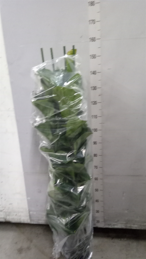 Ficus Lyrata Bambino 30Ø 150cm