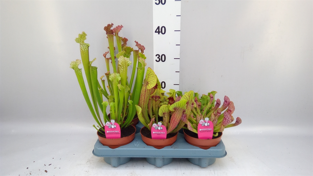 Sarracenia Overig 12Ø 30cm