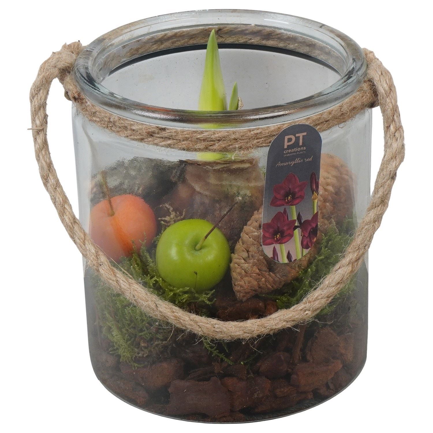 Arr Hippeastrum 14Ø
