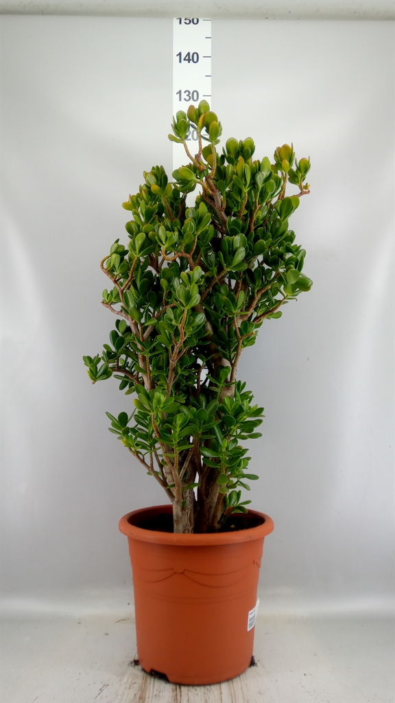 Crassula Ovata 32Ø 110cm