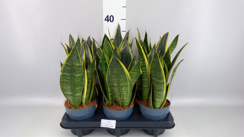 Sansevieria Star Canary 12Ø 35cm