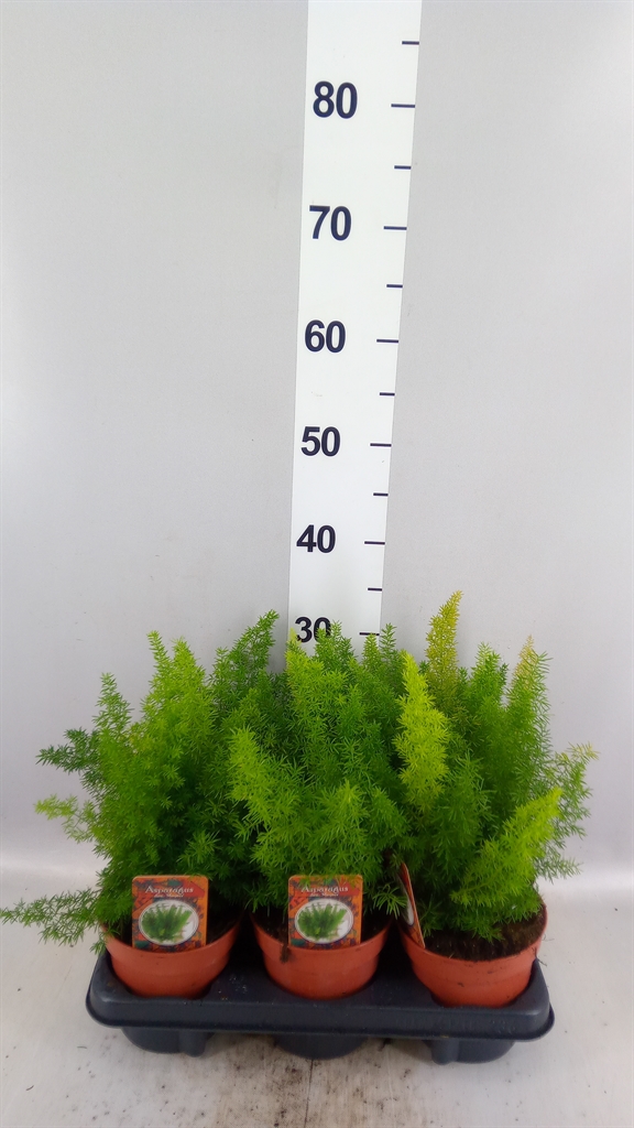 Aspar Meyers 13Ø 33cm