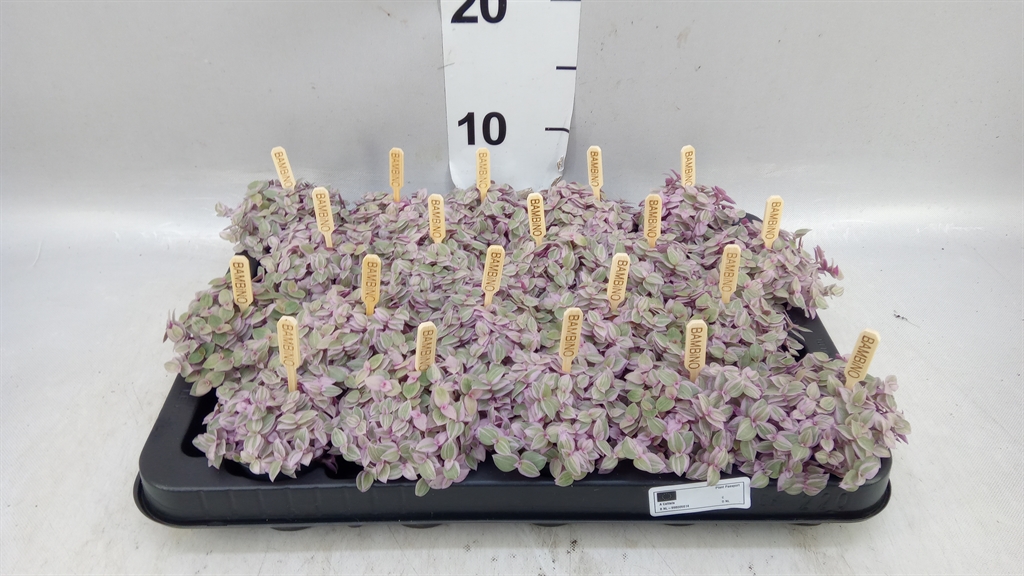 Callisia Ov 505Ø 25cm