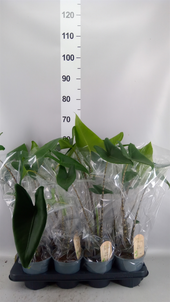 Alocasia Zebrina 14Ø 70cm