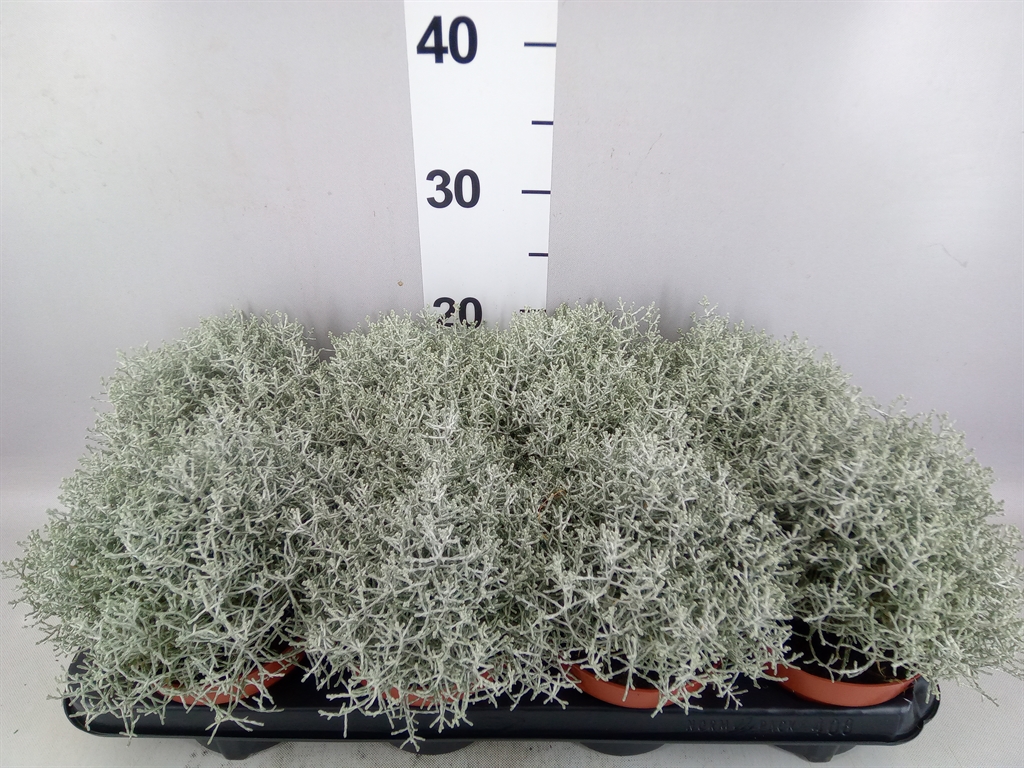 Leucophyta Brownii Whimsy Silver 13Ø 25cm