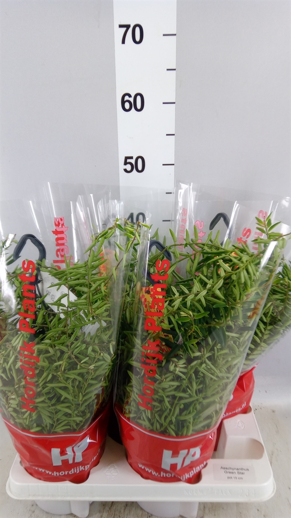 Aeschyn Green Star 15Ø