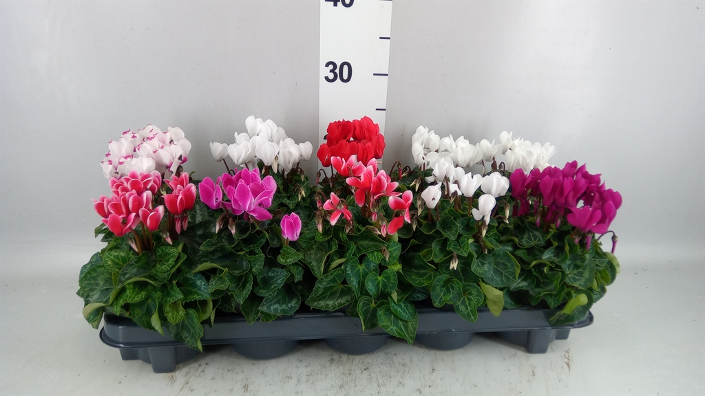 Cyclamen Super Serie Verano 10Ø 23cm