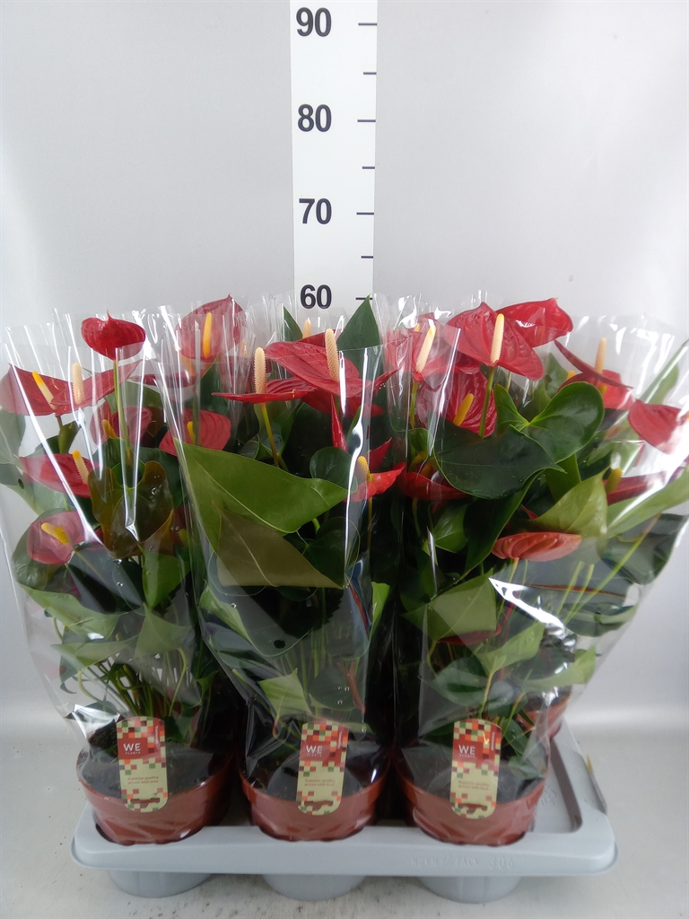 Anthurium Tremendo 17Ø 65cm