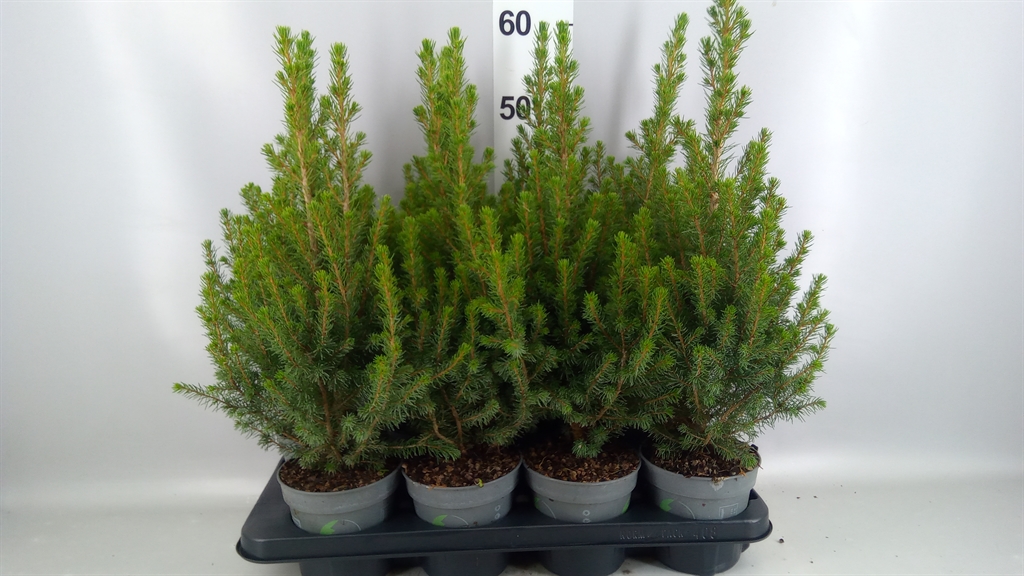 Picea December 13Ø 55cm