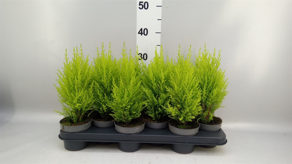 Cupressus Goldcrest Wilma 10Ø 40cm