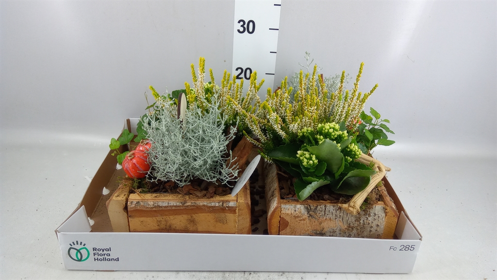 Arrangement Garden Plants 36Ø