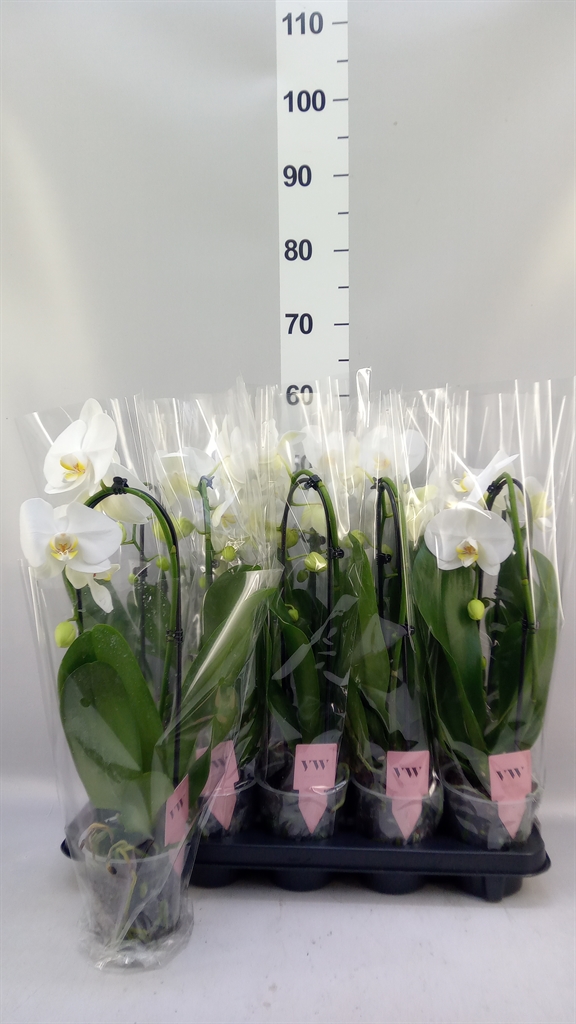 Phalaenopsis Cascade 12Ø 45cm 1st