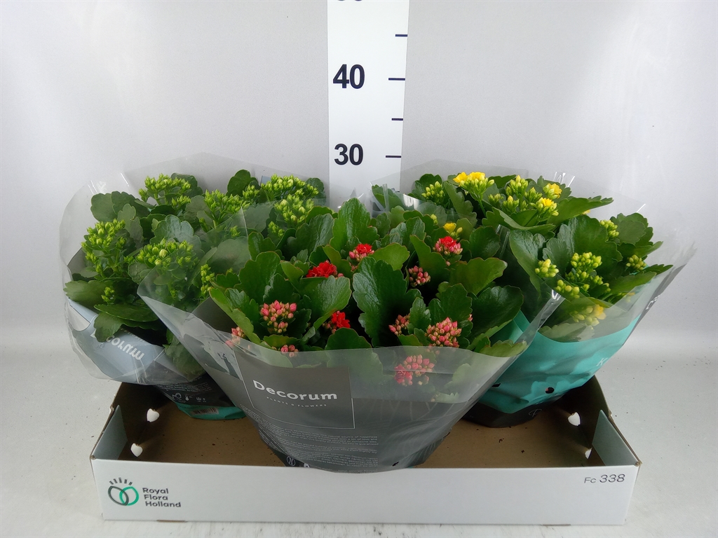 Kalanchoe Double Mix 23Ø 28cm