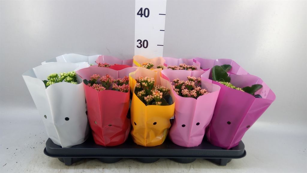 Kalanchoe Double Perfecta Mix 10Ø 24cm