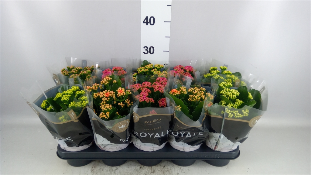 Kalanchoe Double Royale Mix 12Ø 27cm