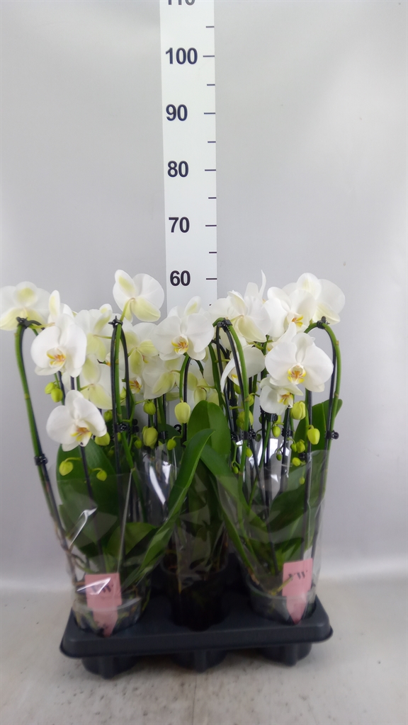 Phalaenopsis White 2 Stem 12Ø 50cm