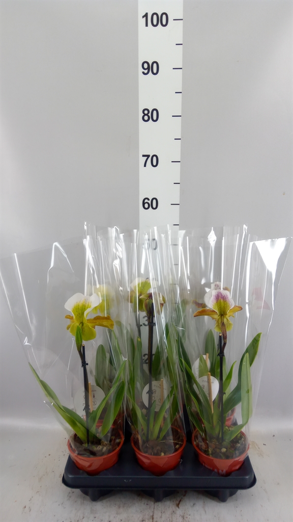 Paphiopedilum America Mix 12Ø 35cm