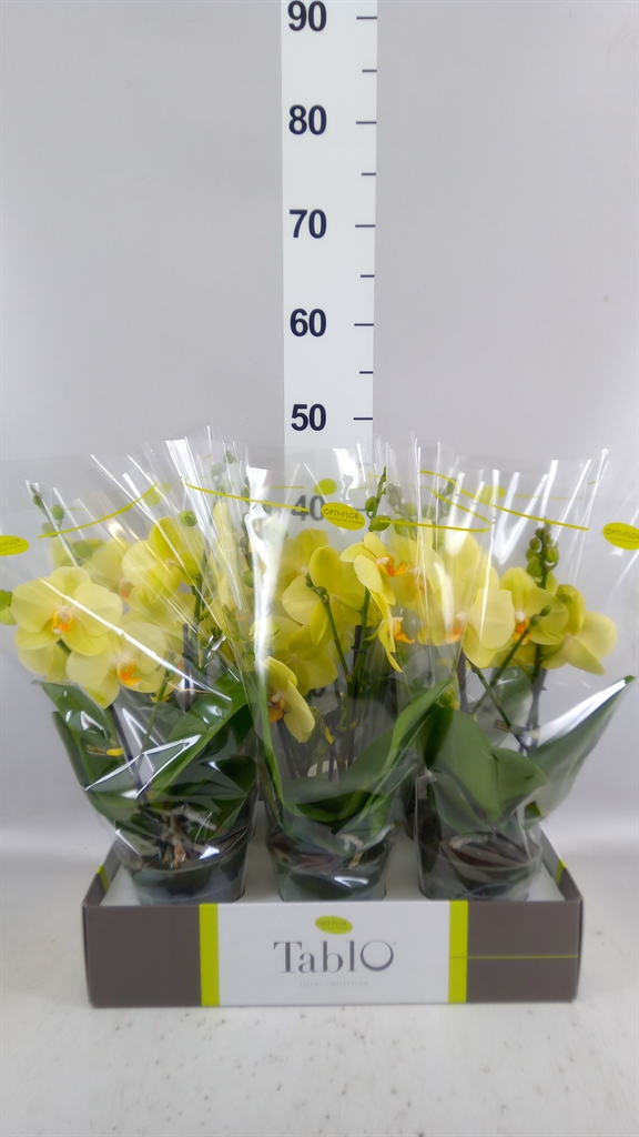 Phalaenopsis Yellow 12Ø 40cm 2st