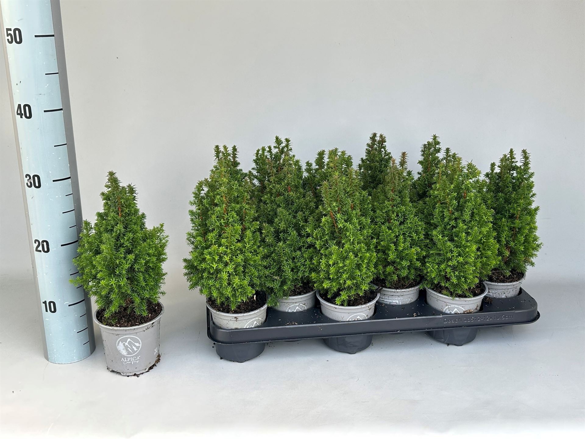 Chamaecyparis Alpica 11Ø 28cm