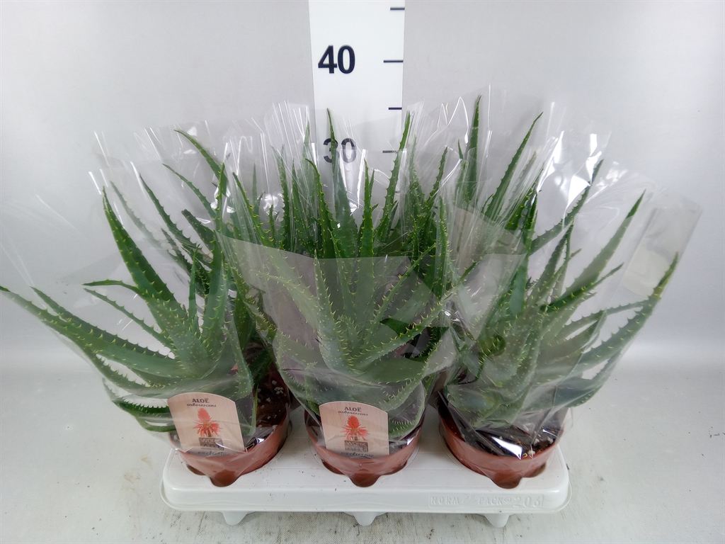 Aloe Arborescens 12Ø 25cm