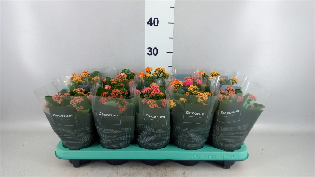 Kalanchoe Double Mix 10Ø 23cm