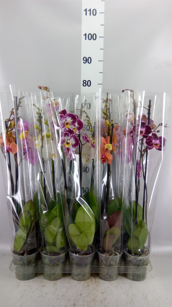 Phalaenopsis Mix 5 Colours 12Ø 55cm 2st