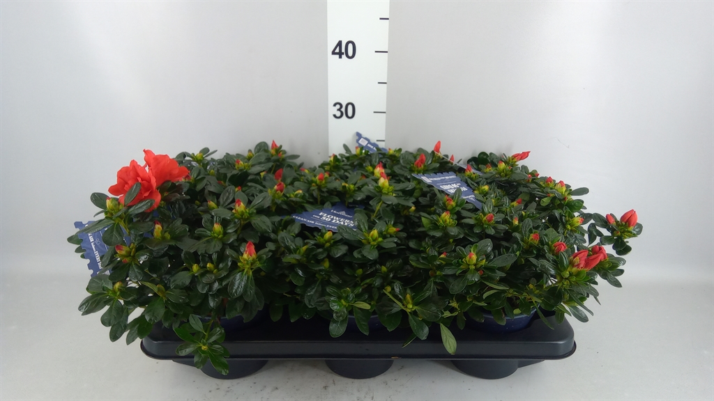 Rhododendron Hortinno Christine Magic 13Ø 25cm