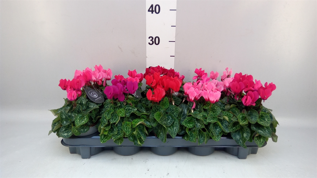 Cycl Patio Cyclamen Mixed 510Ø 25cm