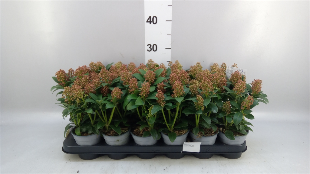 Skimmia Japonica Ov 509Ø 20cm
