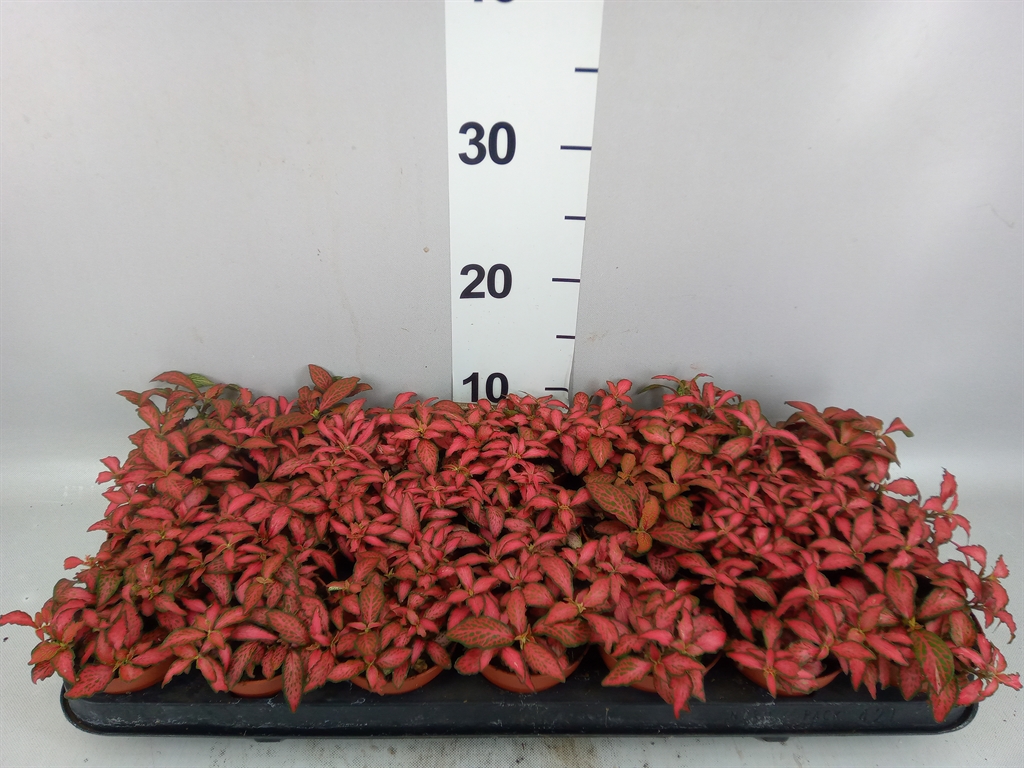 Fittonia Verschaffeltii Forest Flame 8Ø 12cm