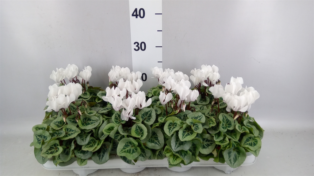 Cyclamen Super Serie Picasso 10Ø 20cm