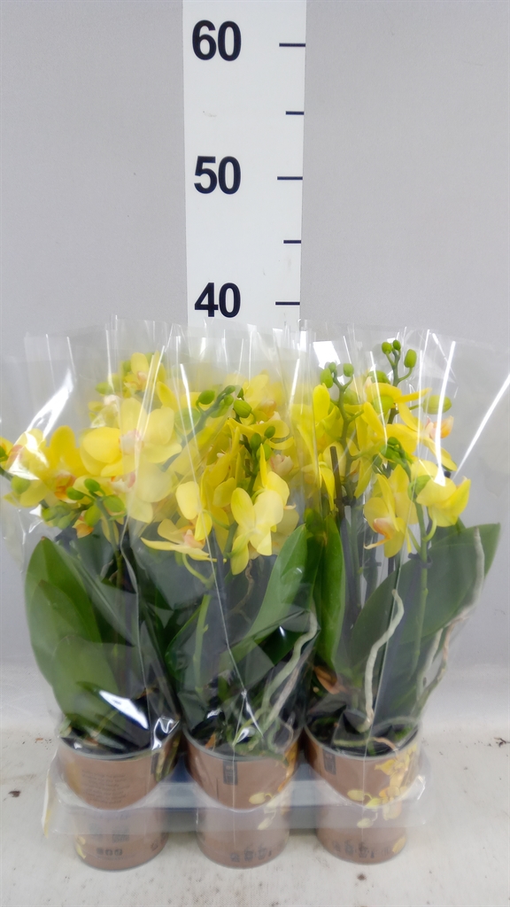 Phalaenopsis Multiflora Anthura Albenga 9Ø 40cm 3st